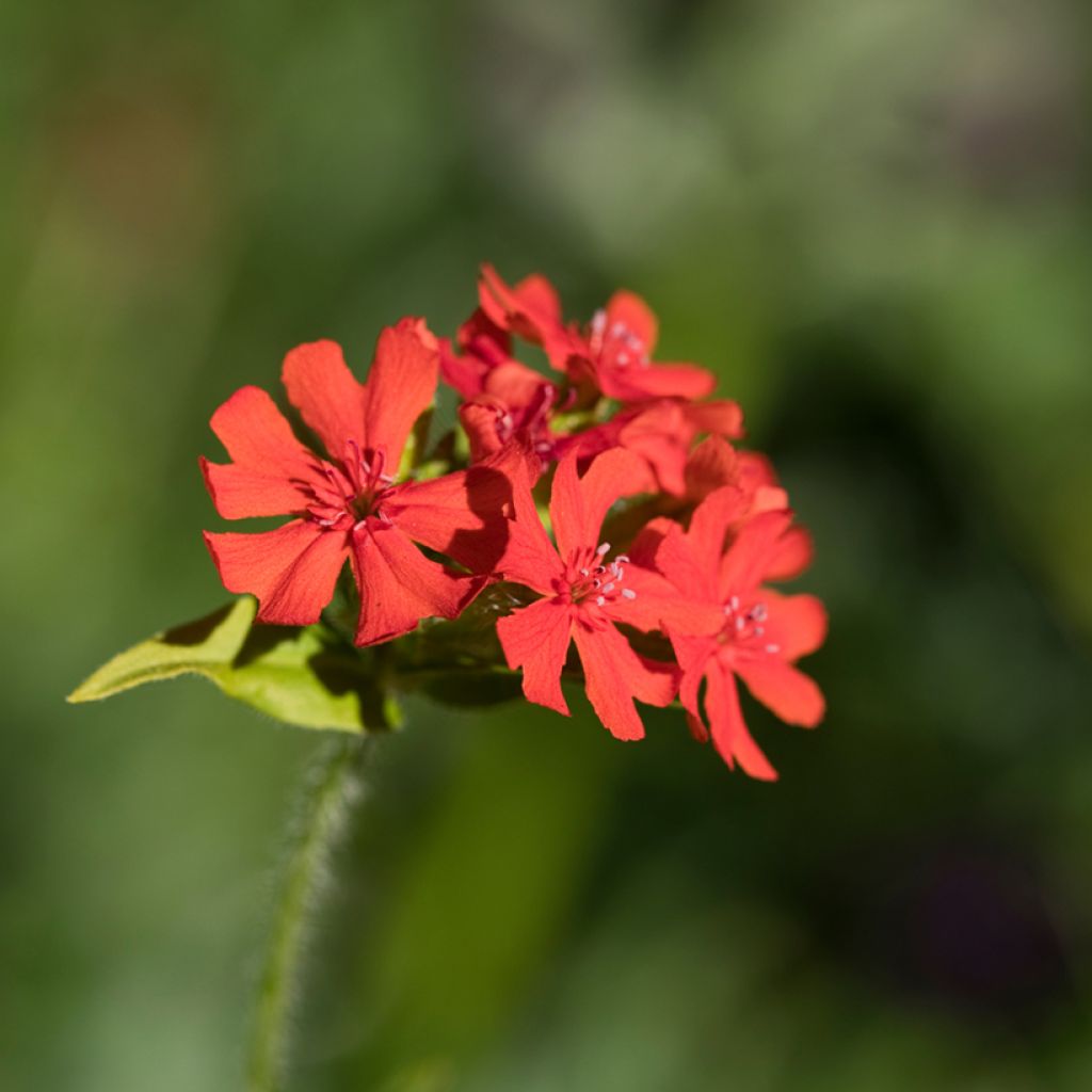 Lychnis x arkwrightii Vesuvius