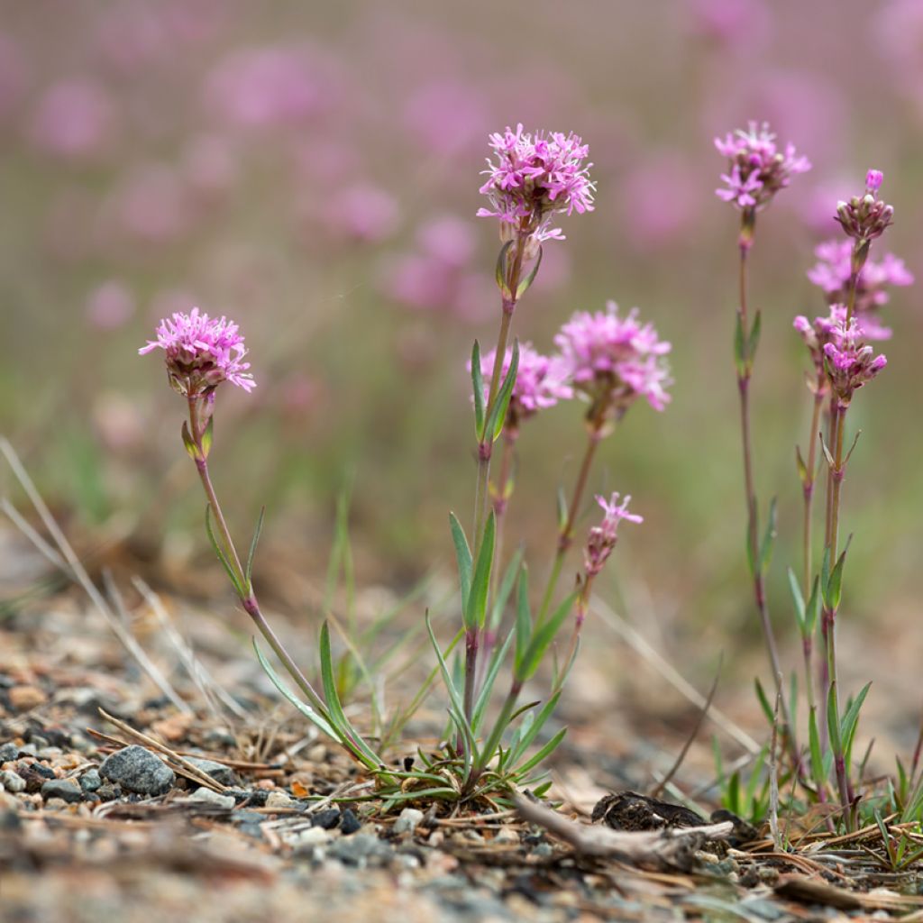 Lychnis alpina