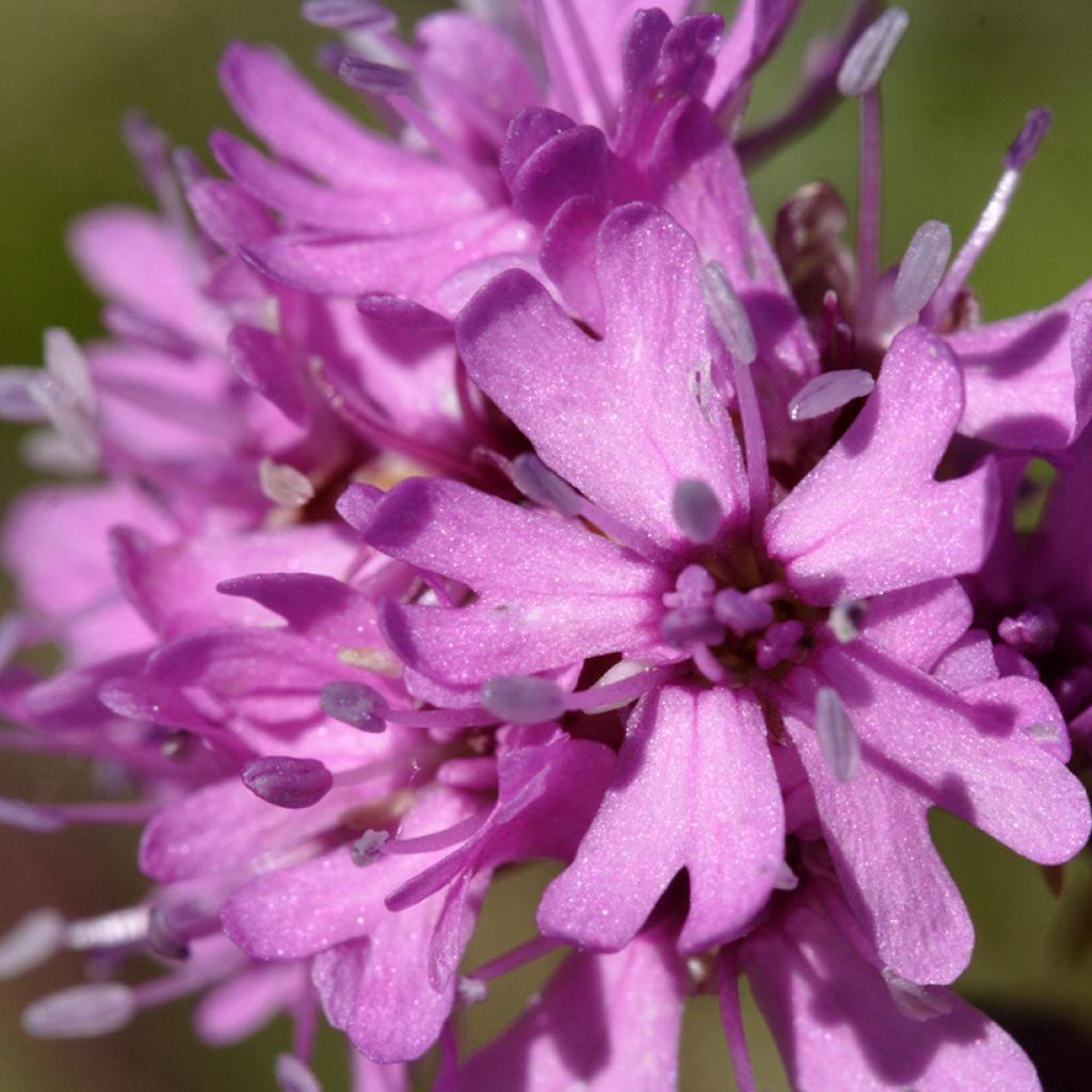 Lychnis alpina