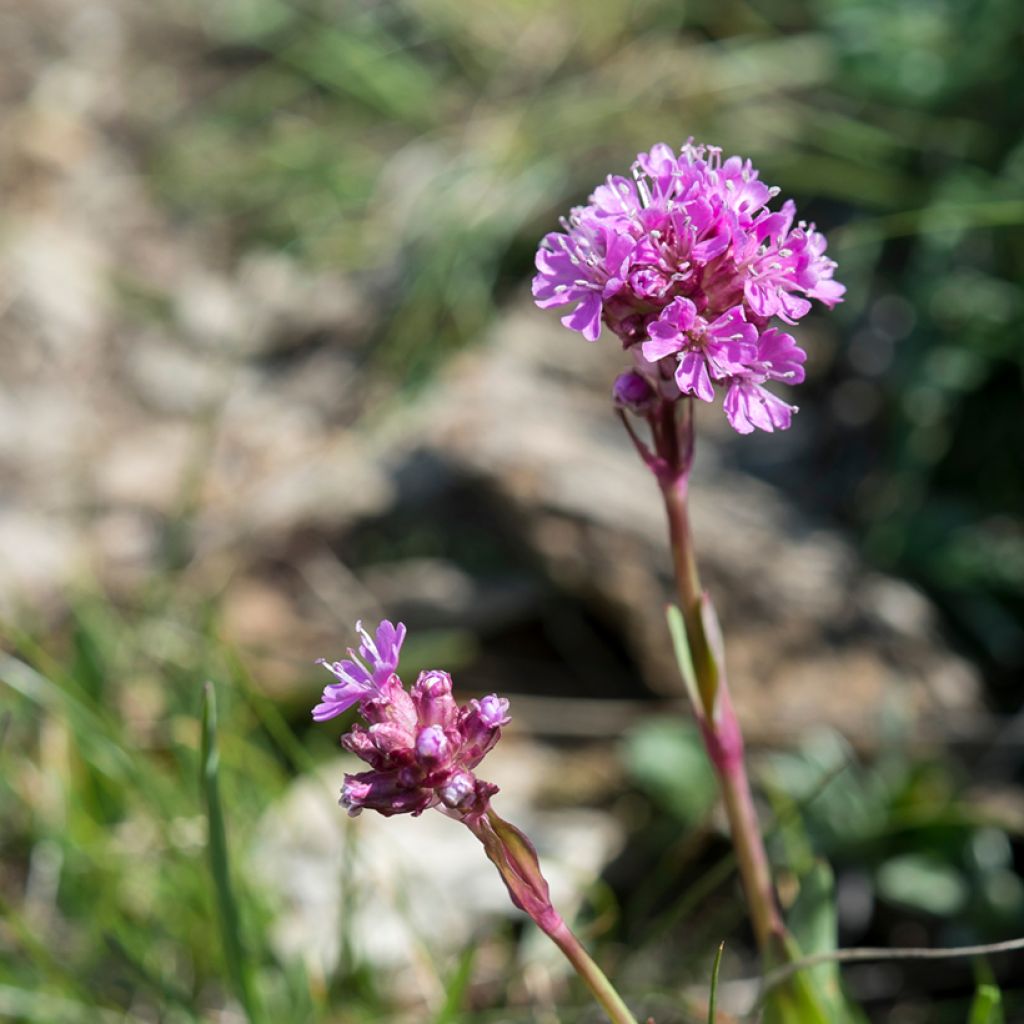 Lychnis alpina