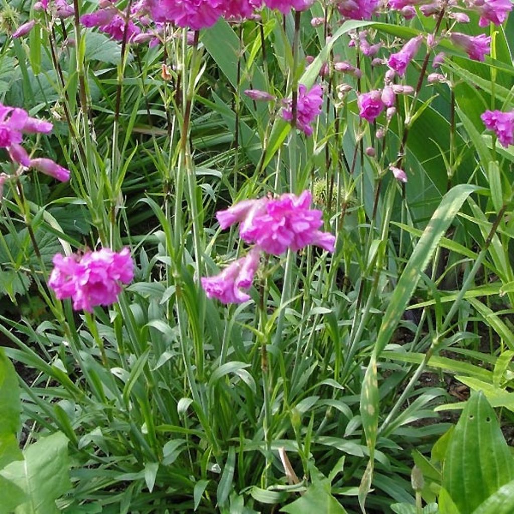 Lychnis alpina Rosea- Lychnis des Alpes Rosea - Silene suecica - Viscaria alpina