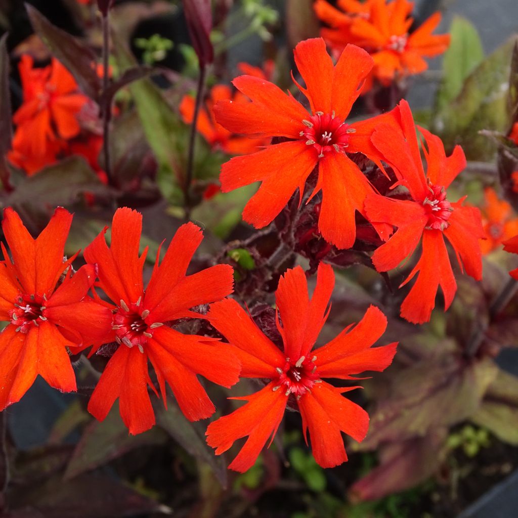 Lychnis Arkwrightii Vesuvius