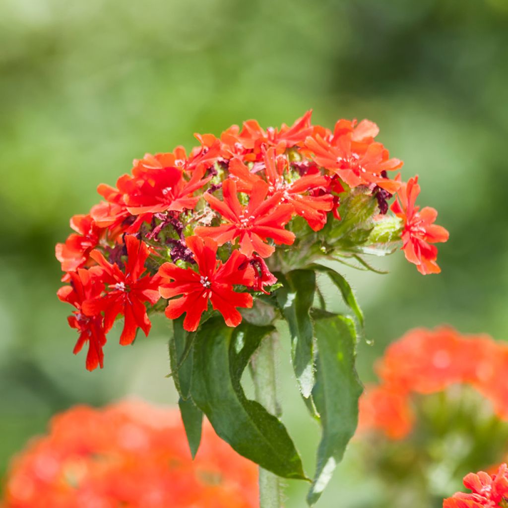 Lychnis chalcedonica Flore Pleno