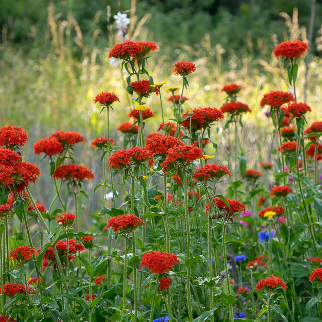 Lychnis chalcedonica Flore Pleno