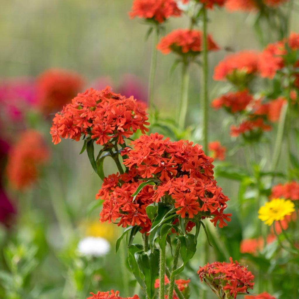 Lychnis chalcedonica Flore Pleno