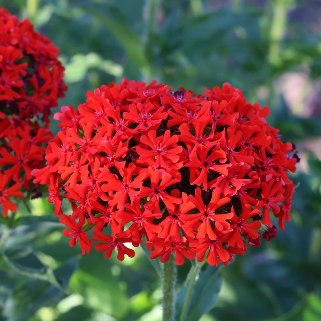 Lychnis chalcedonica Flore Pleno