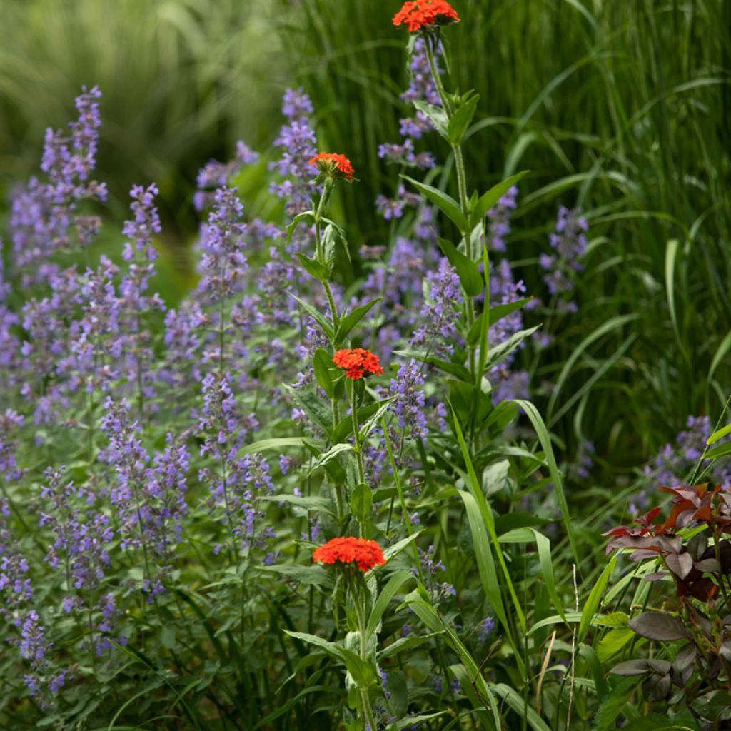 Lychnis chalcedonica Flore Pleno