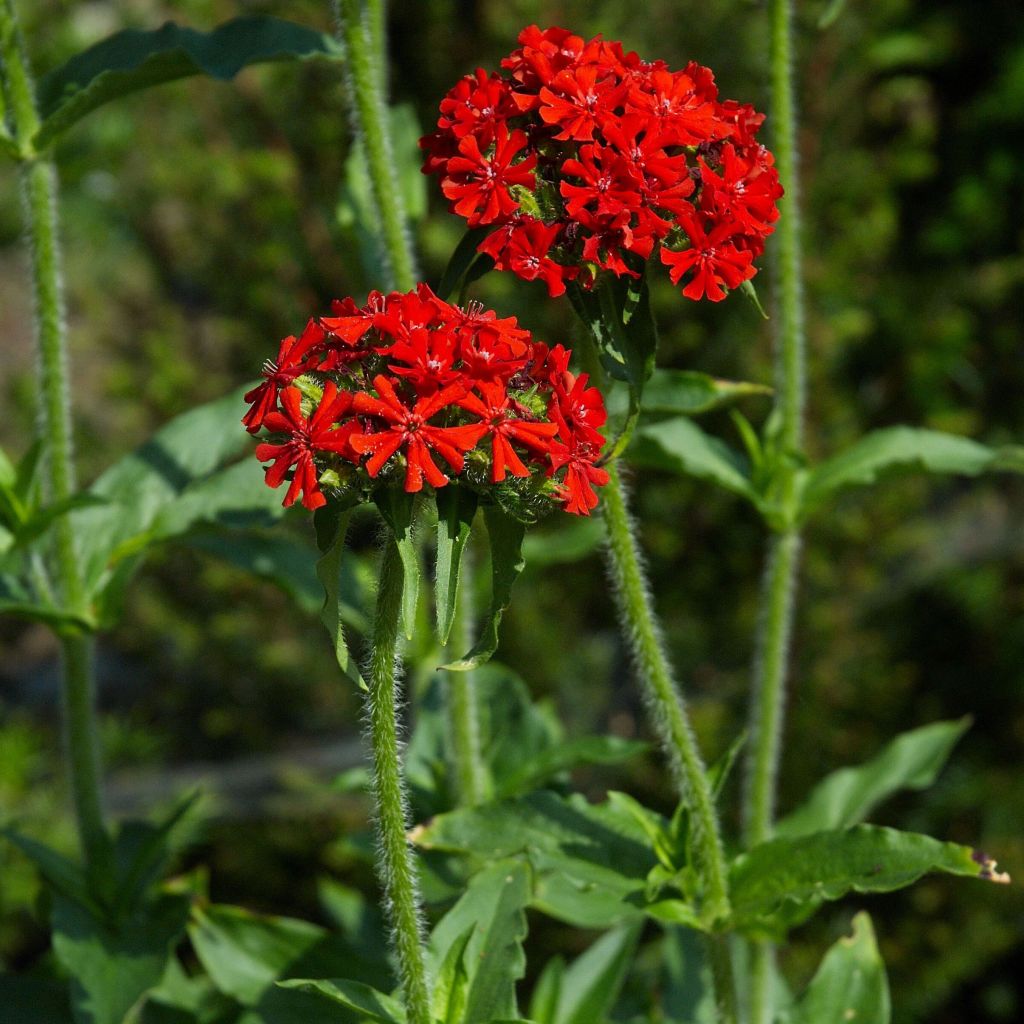 Lychnis chalcedonica Flore Pleno