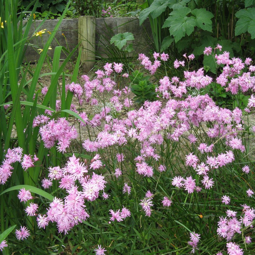 Lychnis flos cuculi Jenny - Oeillet des prés rose