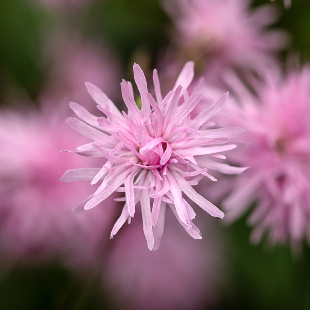 Lychnis flos-cuculi Jenny