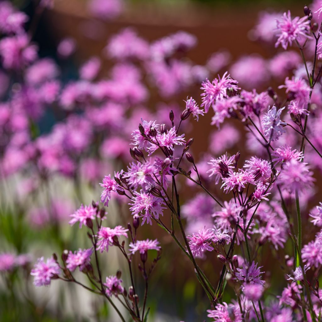 Lychnis flos-cuculi Jenny