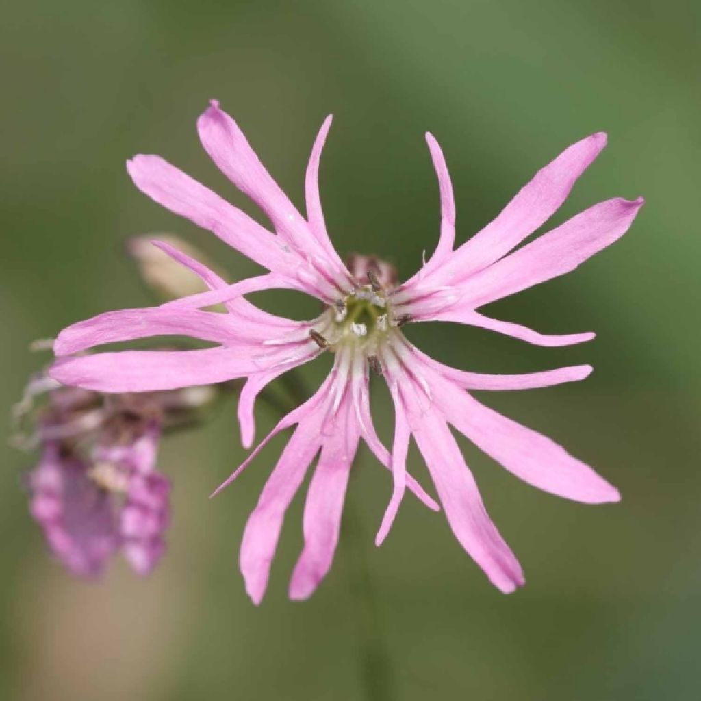 Lychnis flos-cuculi - Œillet des près