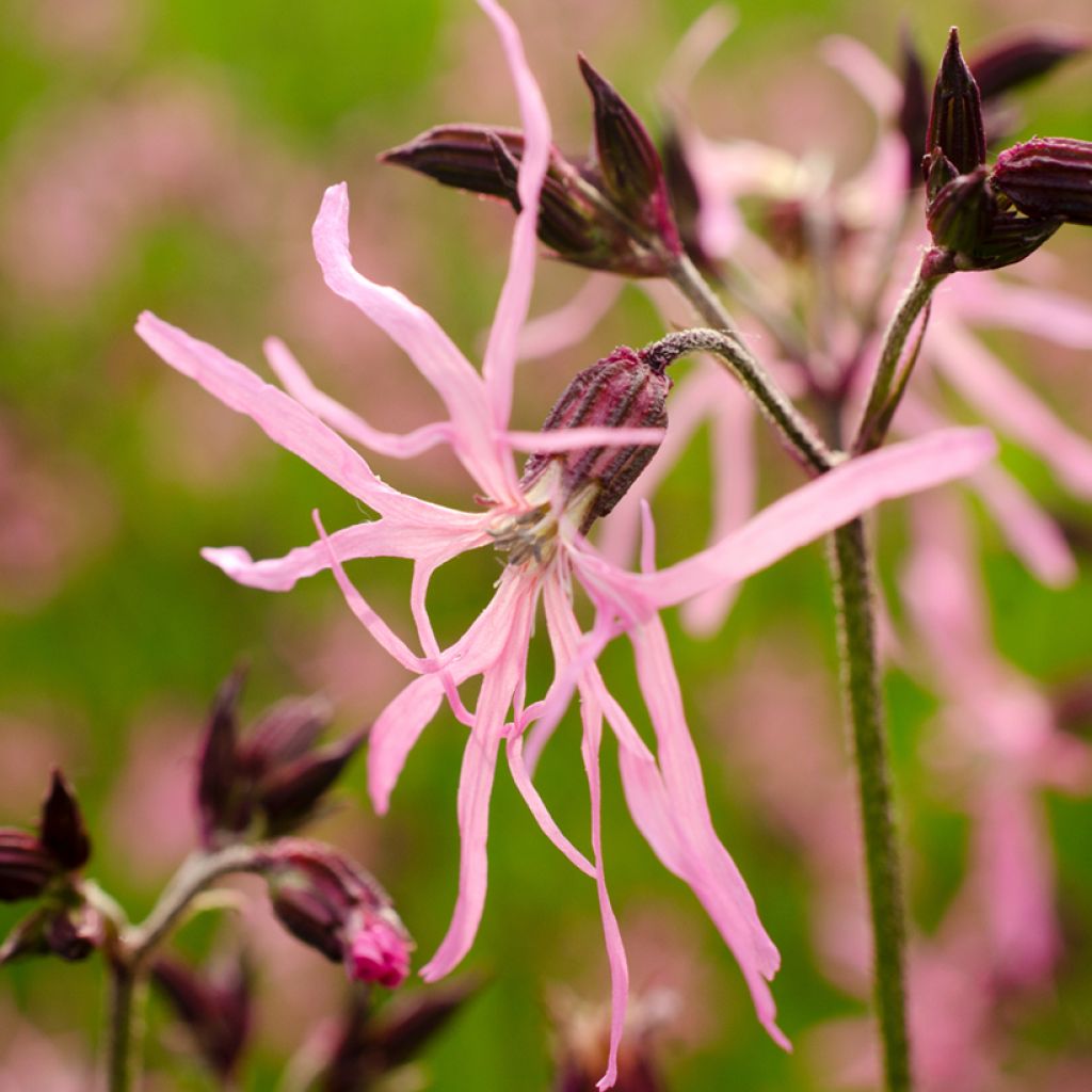 Lychnis flos-cuculi