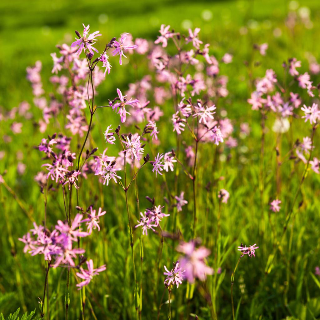 Lychnis flos-cuculi