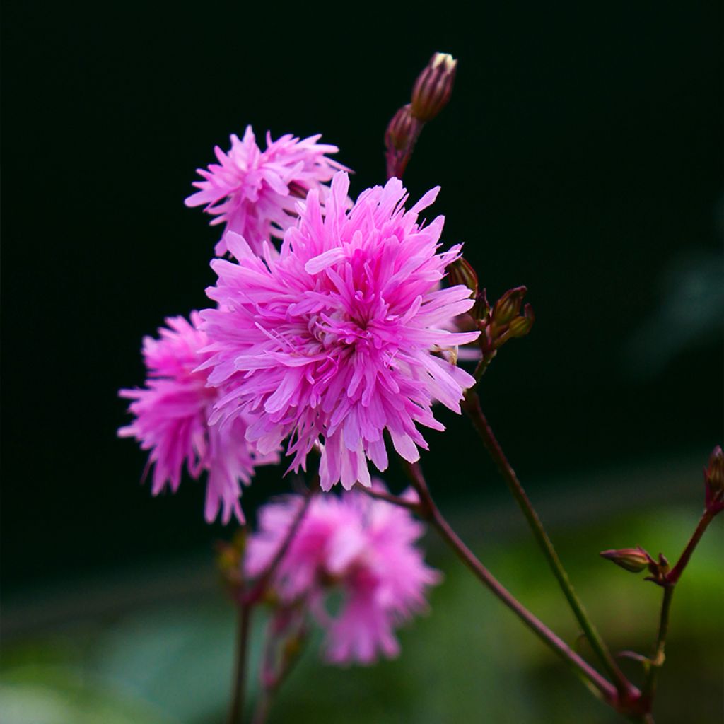 Lychnis flos-cuculi Petite Jenny