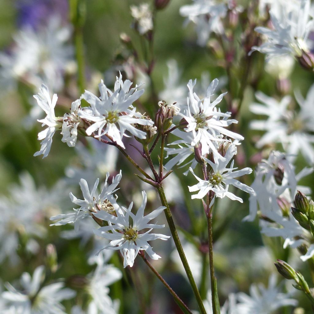 Lychnis flos-cuculi White Robin - Oeillet des prés blanc