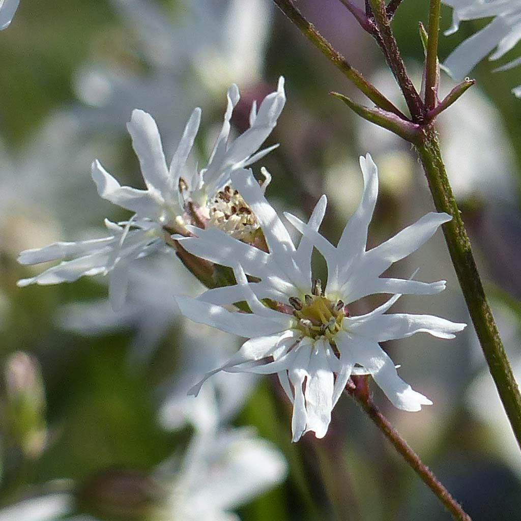 Lychnis flos-cuculi White Robin - Oeillet des prés blanc