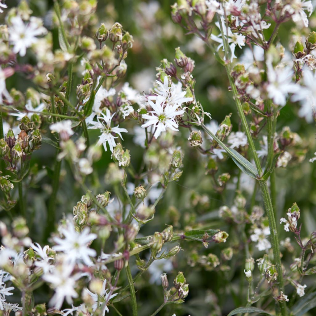 Lychnis flos-cuculi White Robin