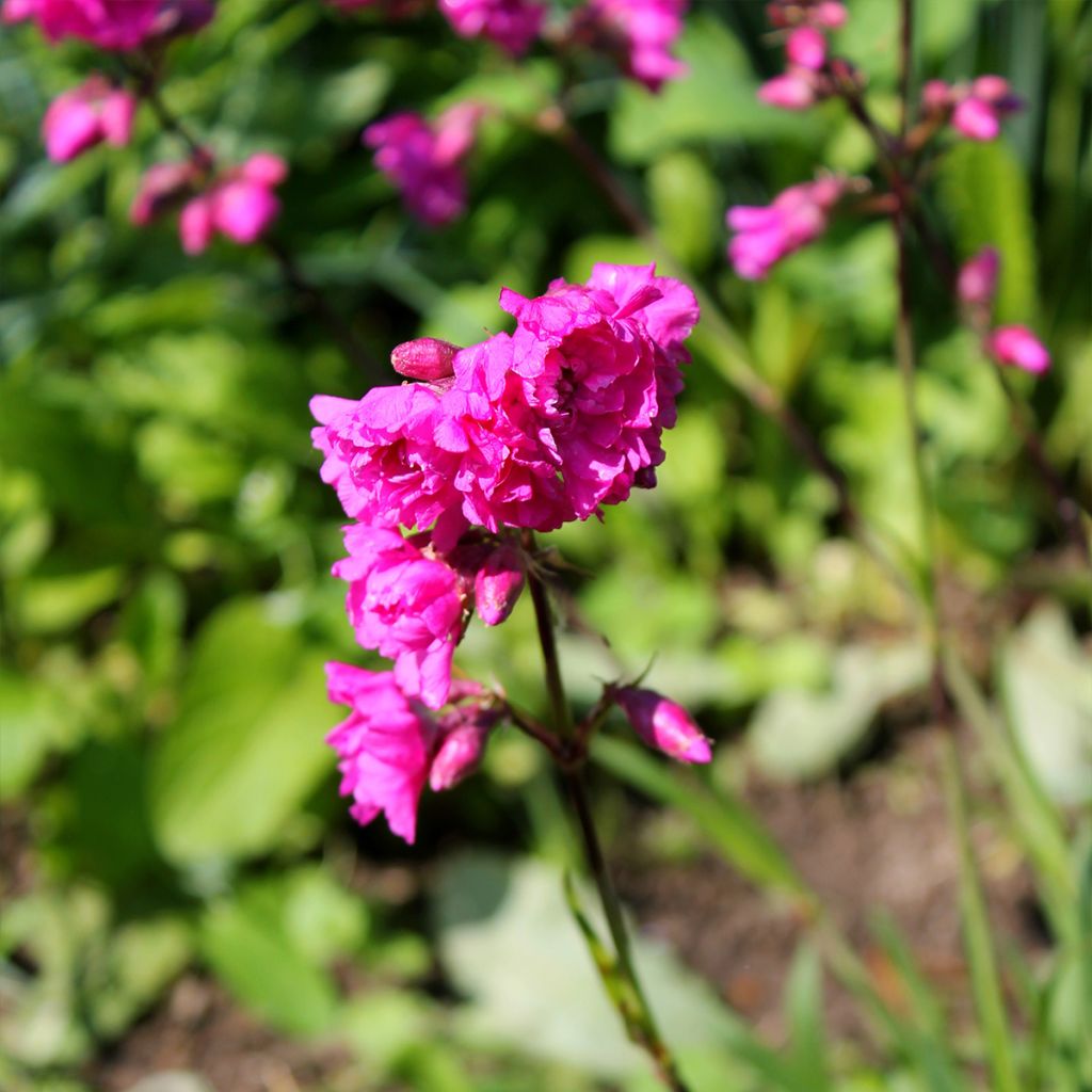 Lychnis viscaria Plena - Attrape-mouches à fleurs doubles