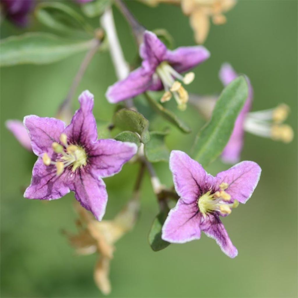 Goji - Lycium barbarum