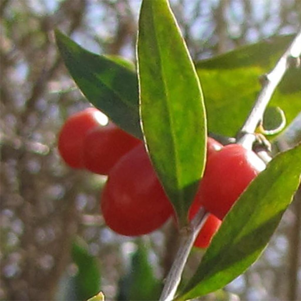 Goji - Lycium barbarum