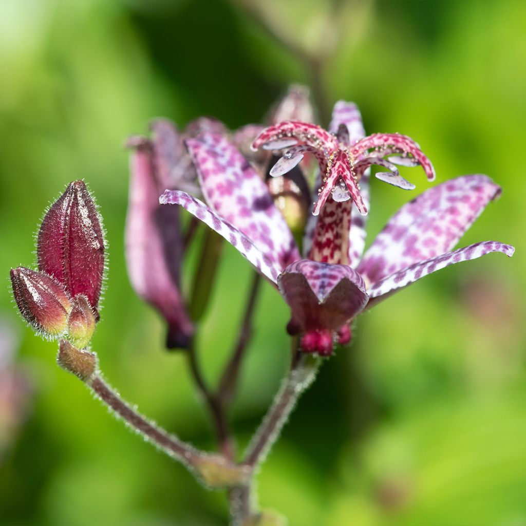 Lys orchidée - Tricyrtis formosana Autumn Glow