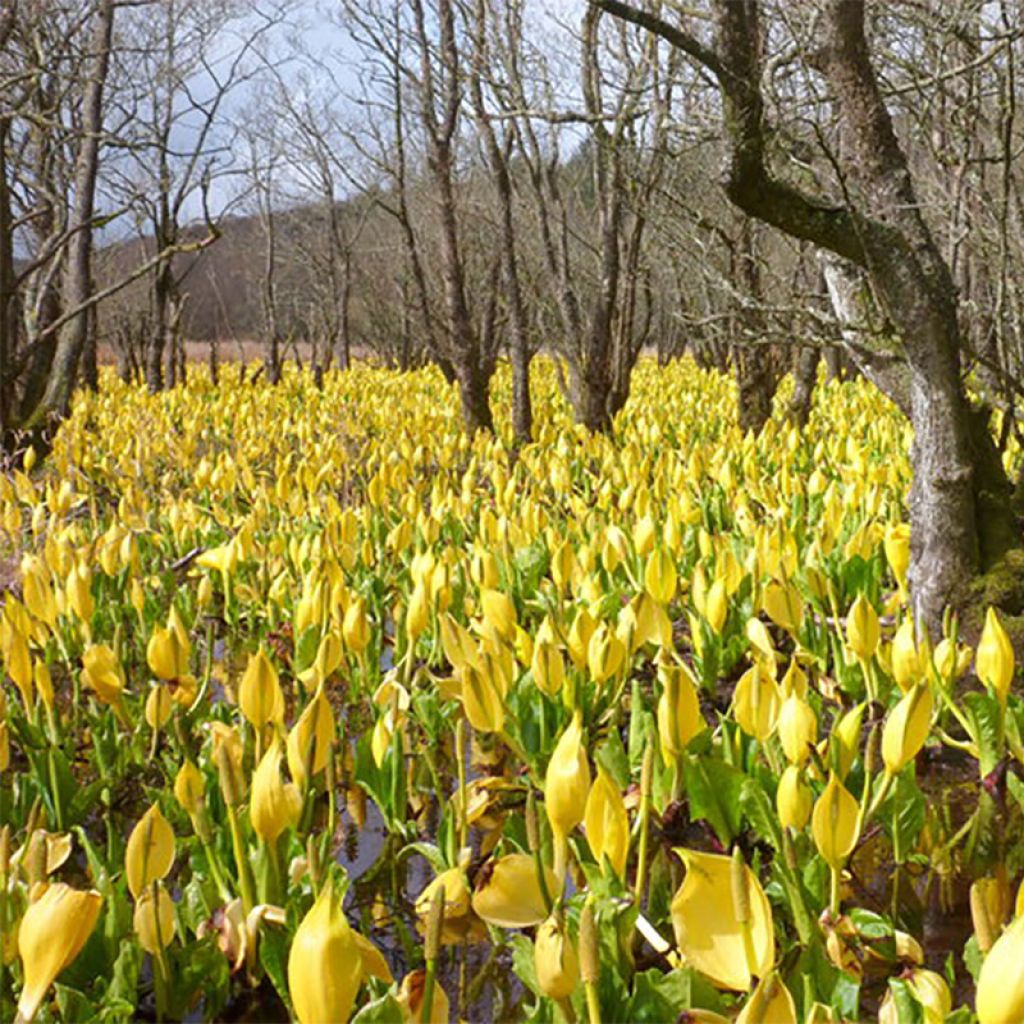 Lysichiton americanus