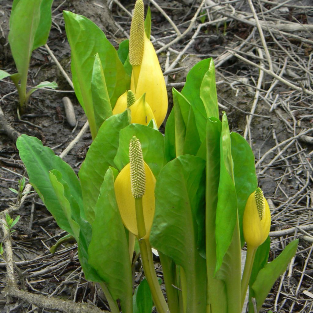 Lysichiton americanus