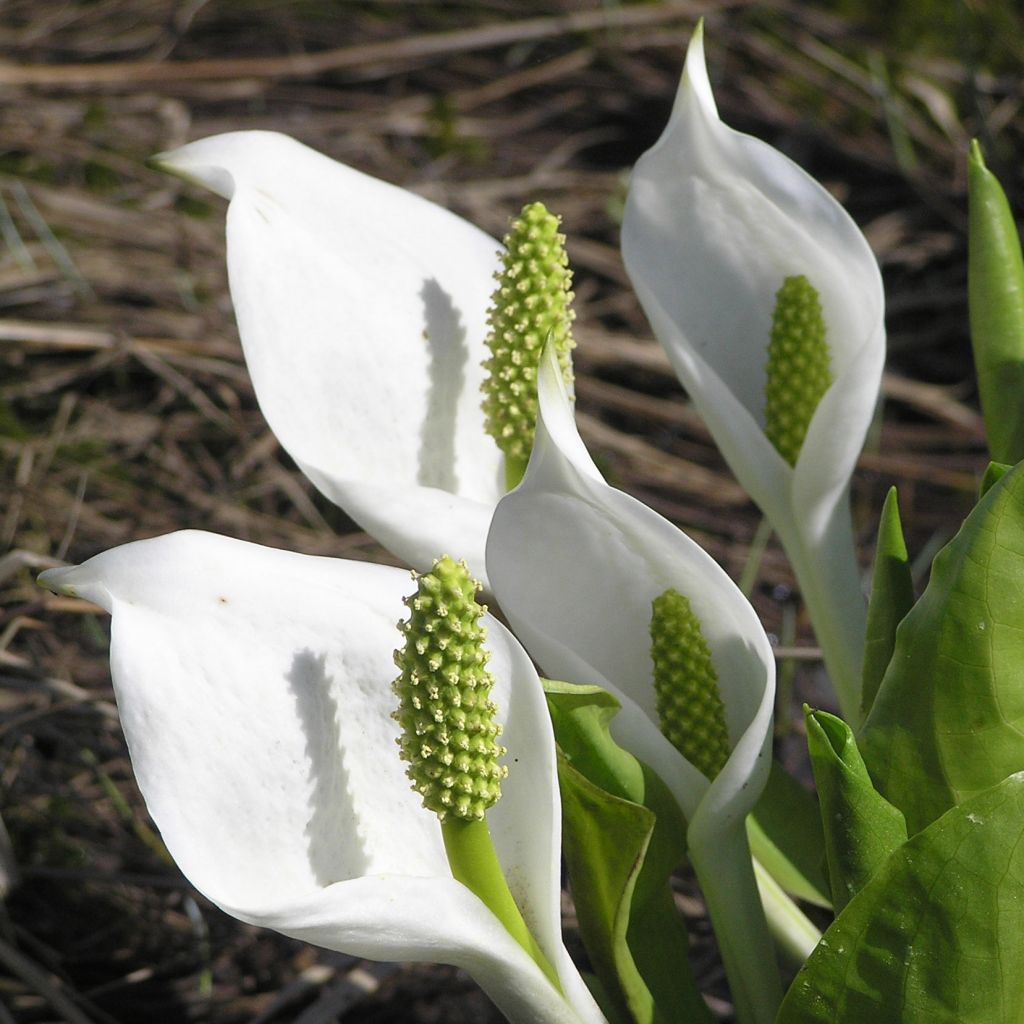 Lysichiton camtschatcensis - Arum bananier blanc