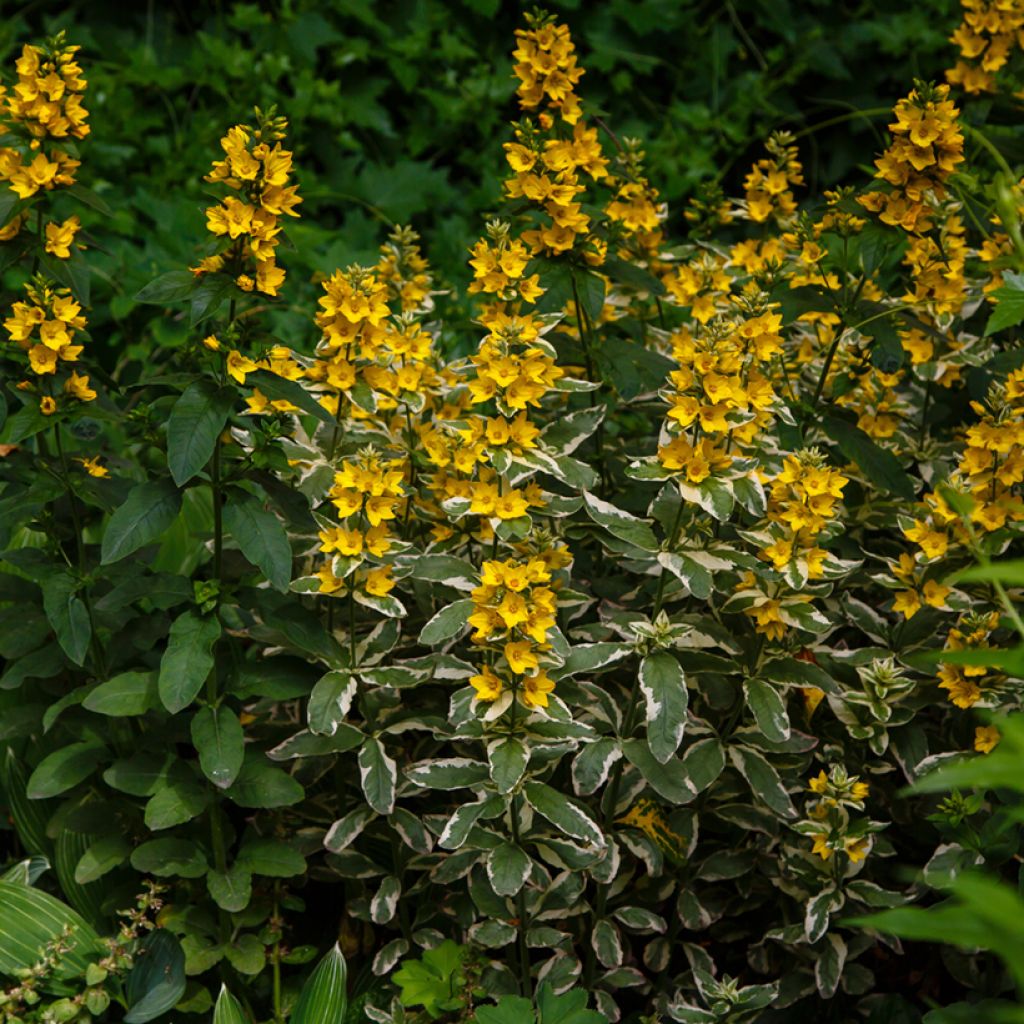 Lysimachia nummularia - Creeping Jenny