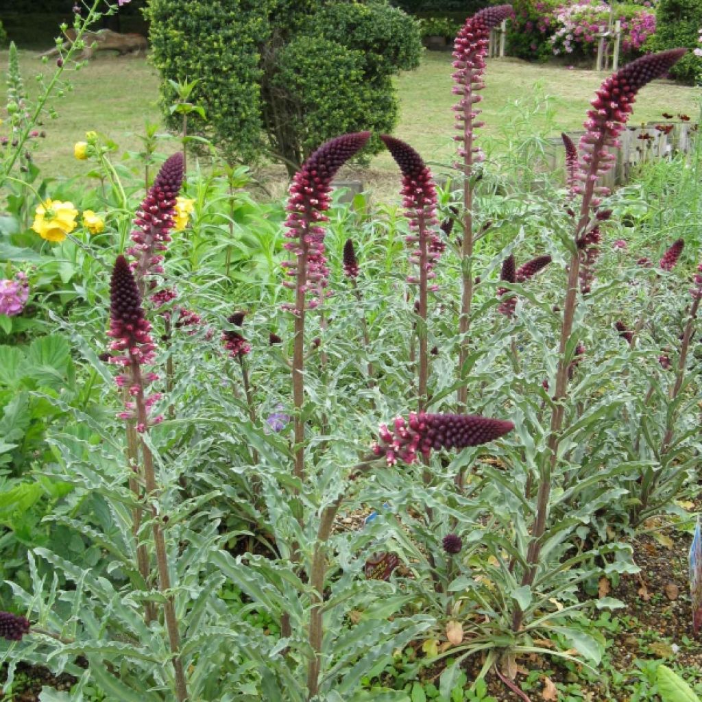 Lysimaque pourpre - Lysimachia atropurpurea Beaujolais