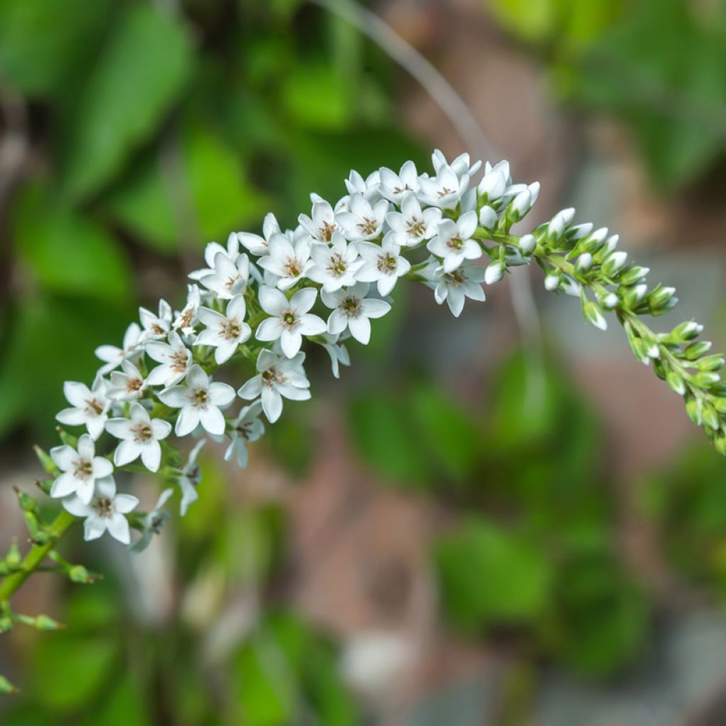 Lysimachia barystachys - Loosestrife