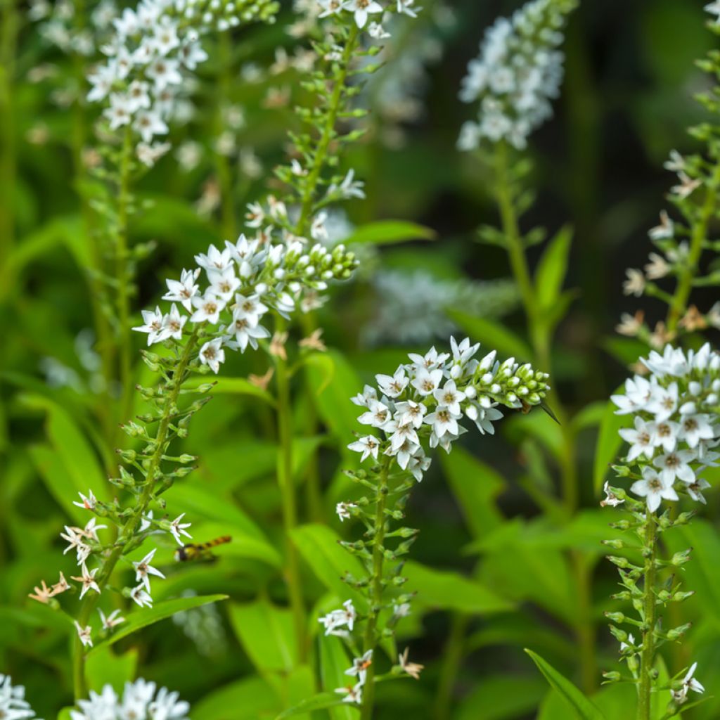 Lysimachia barystachys - Loosestrife