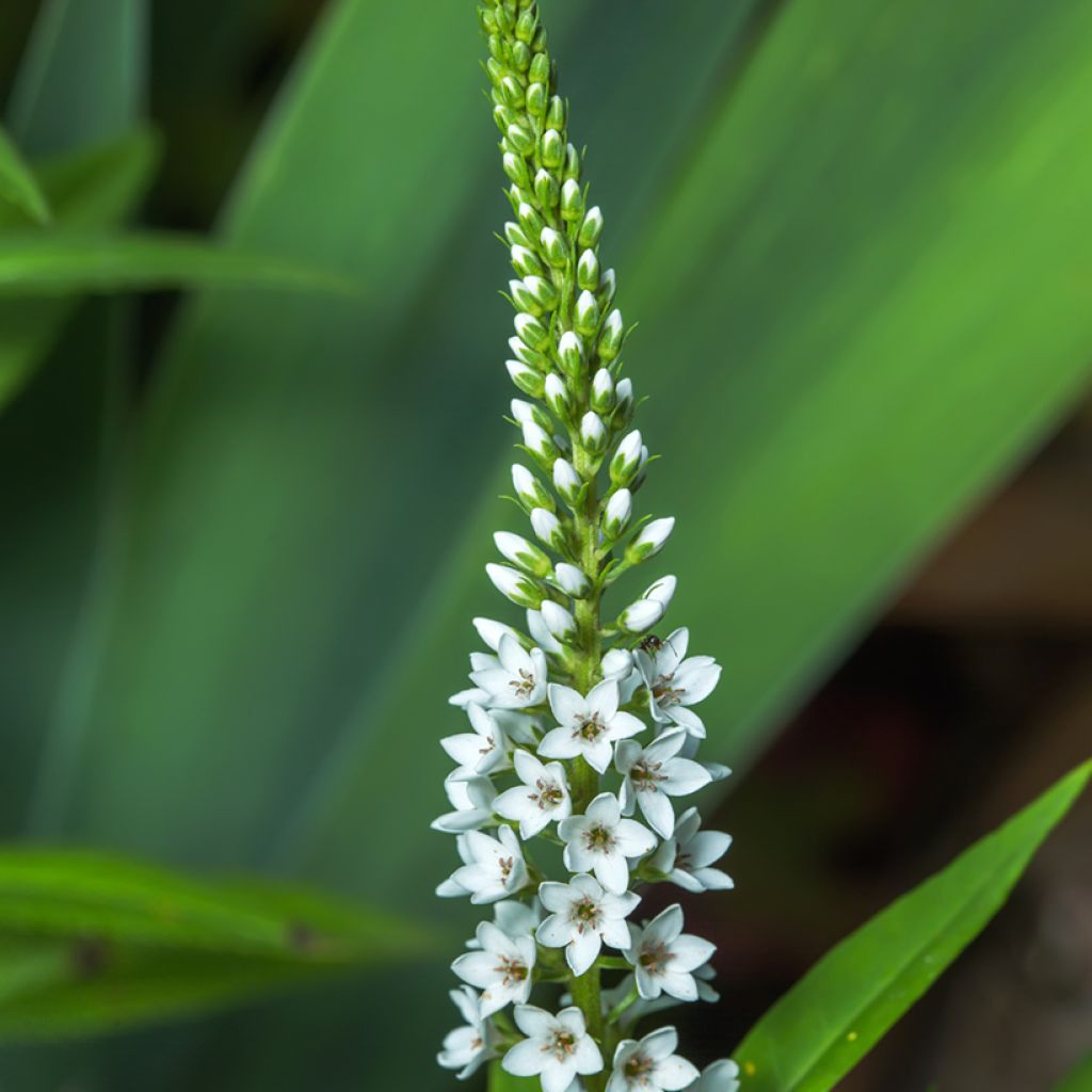 Lysimachia barystachys - Loosestrife