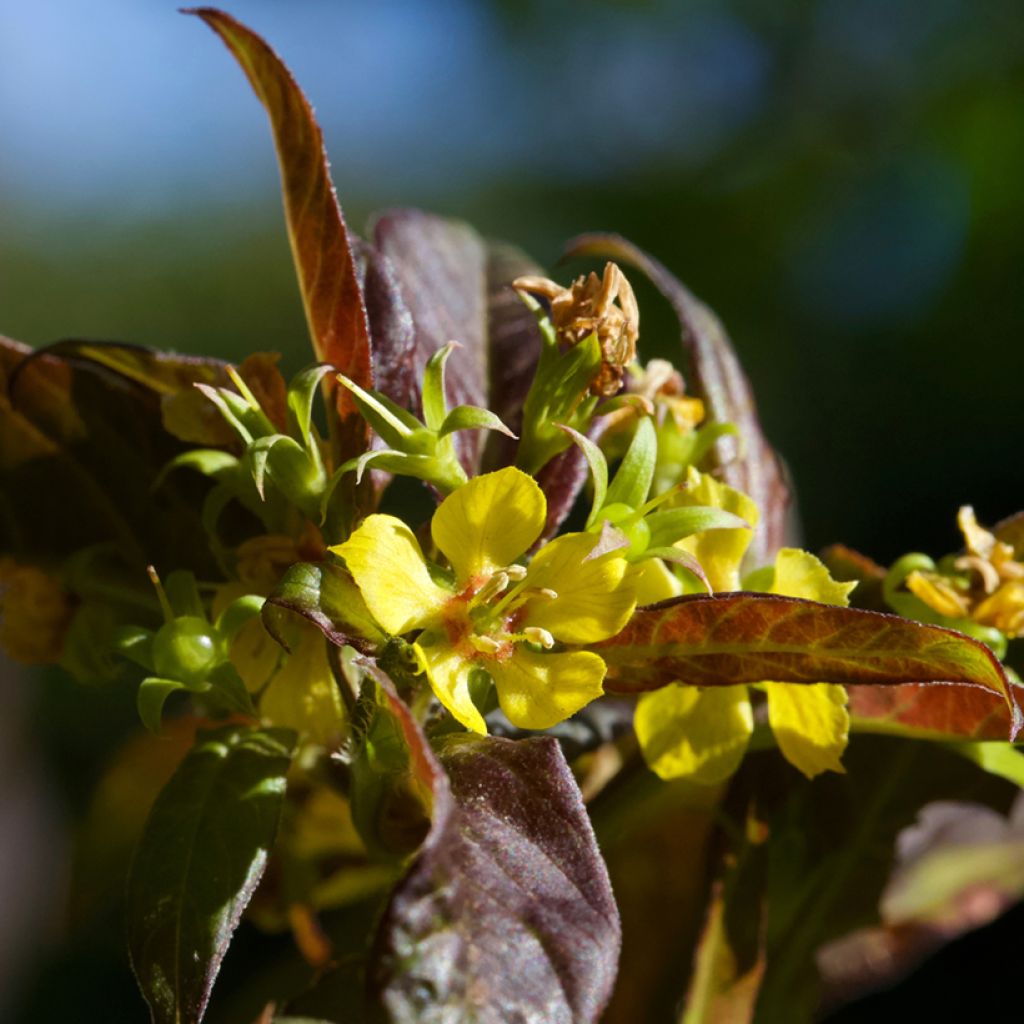 Lysimachia ciliata Firecracker - Loosestrife