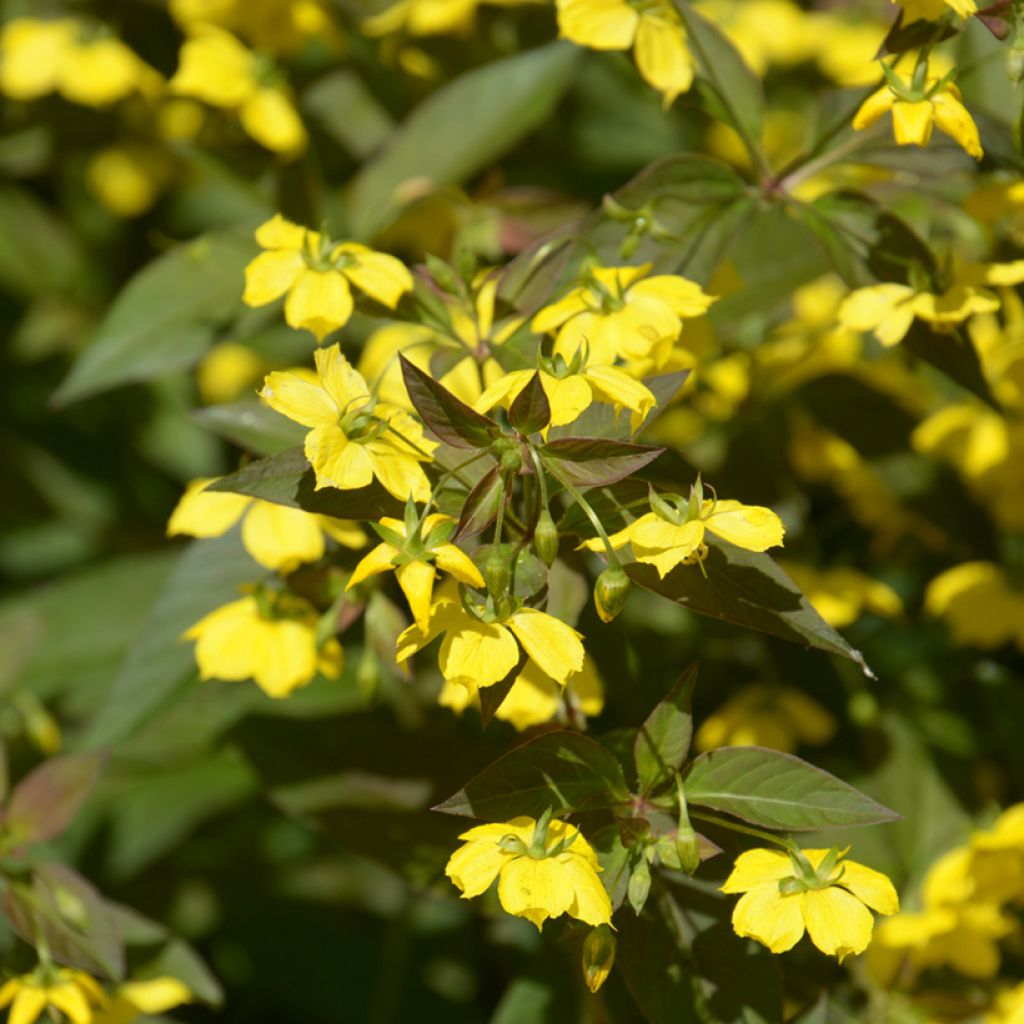 Lysimachia ciliata Firecracker - Loosestrife