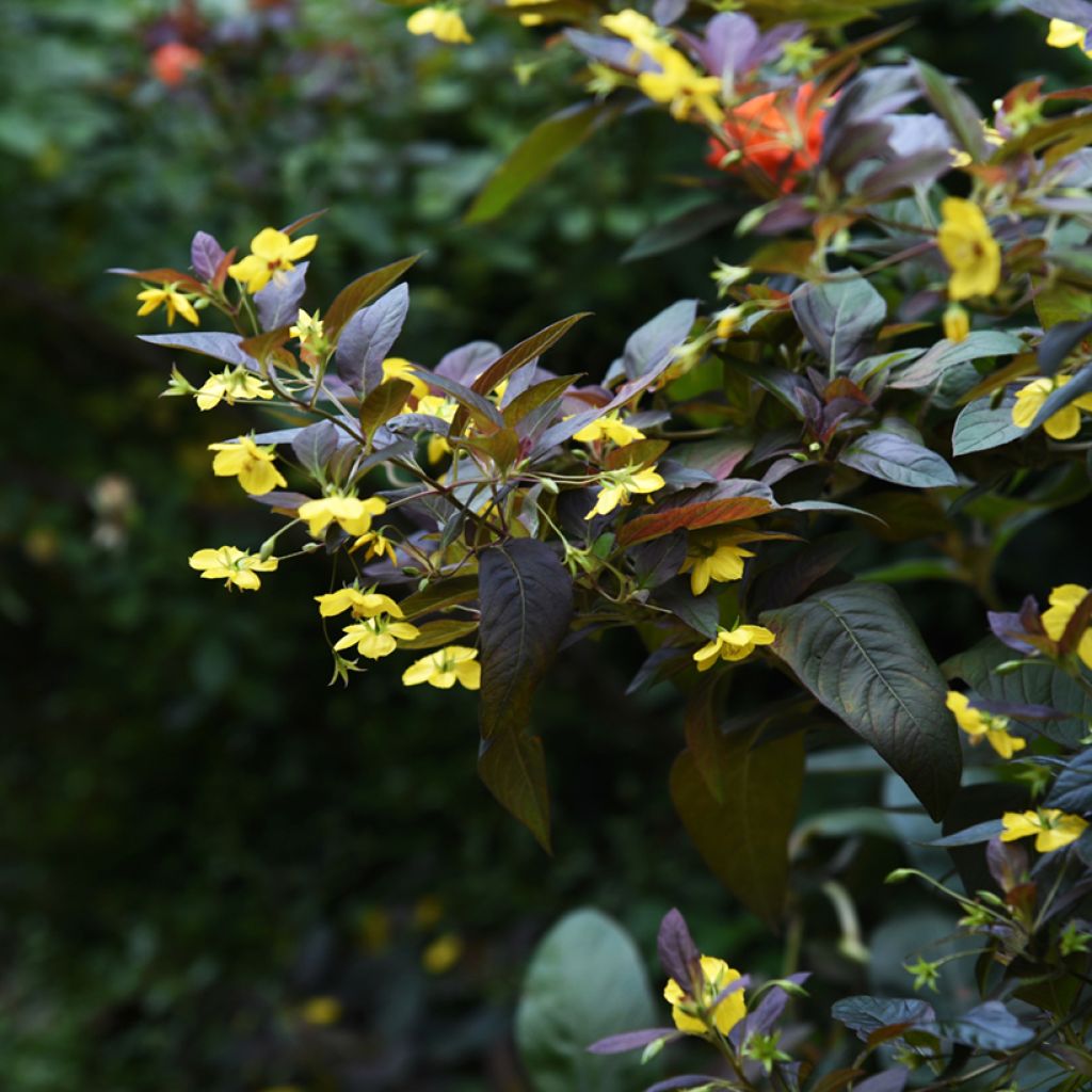 Lysimachia ciliata Firecracker - Loosestrife