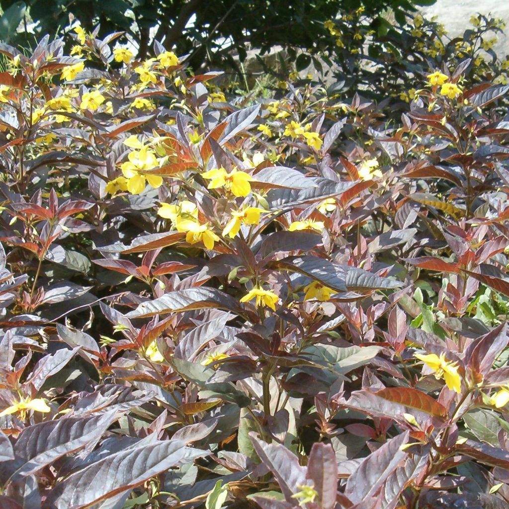 Lysimachia ciliata Fire Cracker - Lysimaque ciliée pourpre