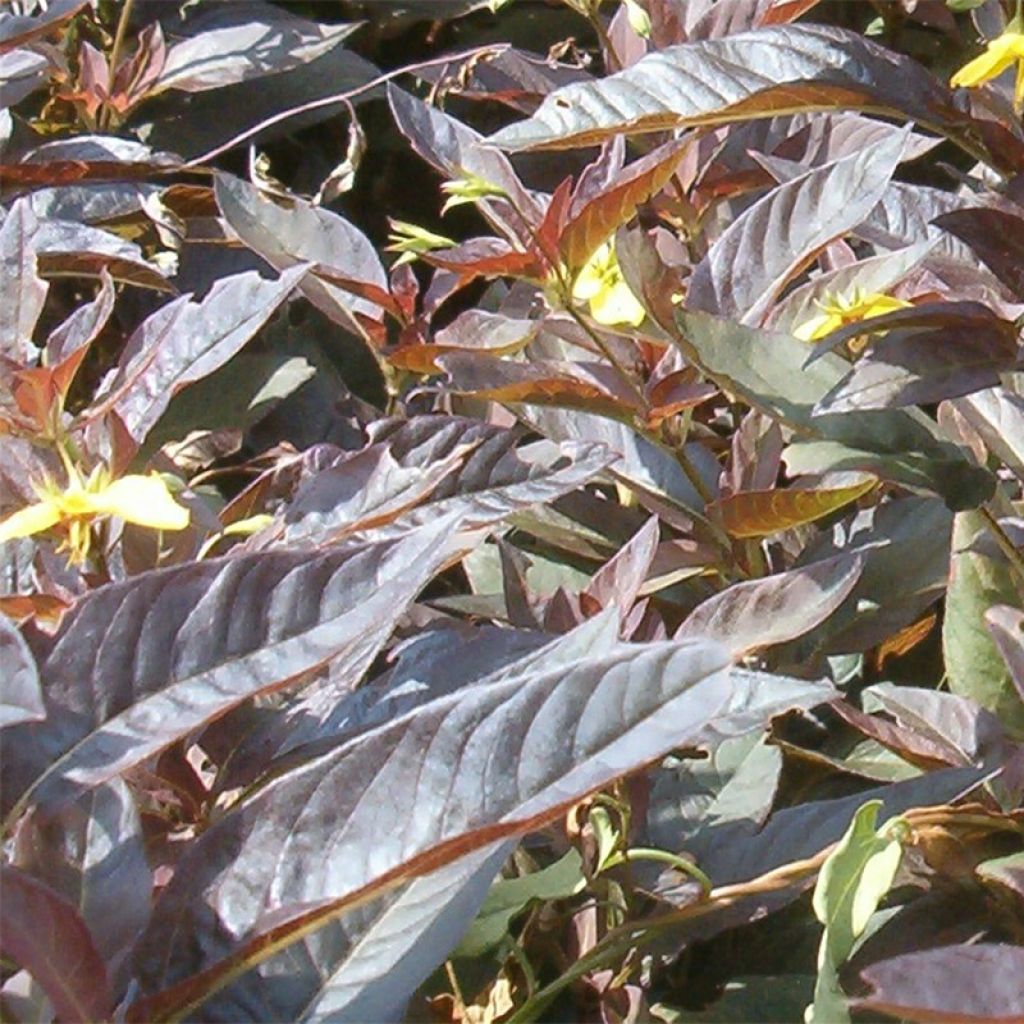 Lysimachia ciliata Fire Cracker - Lysimaque ciliée pourpre