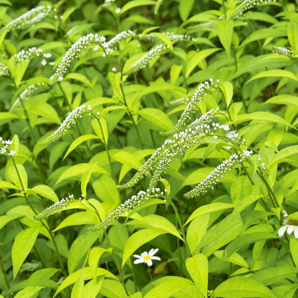 Lysimachia clethroides - Loosestrife