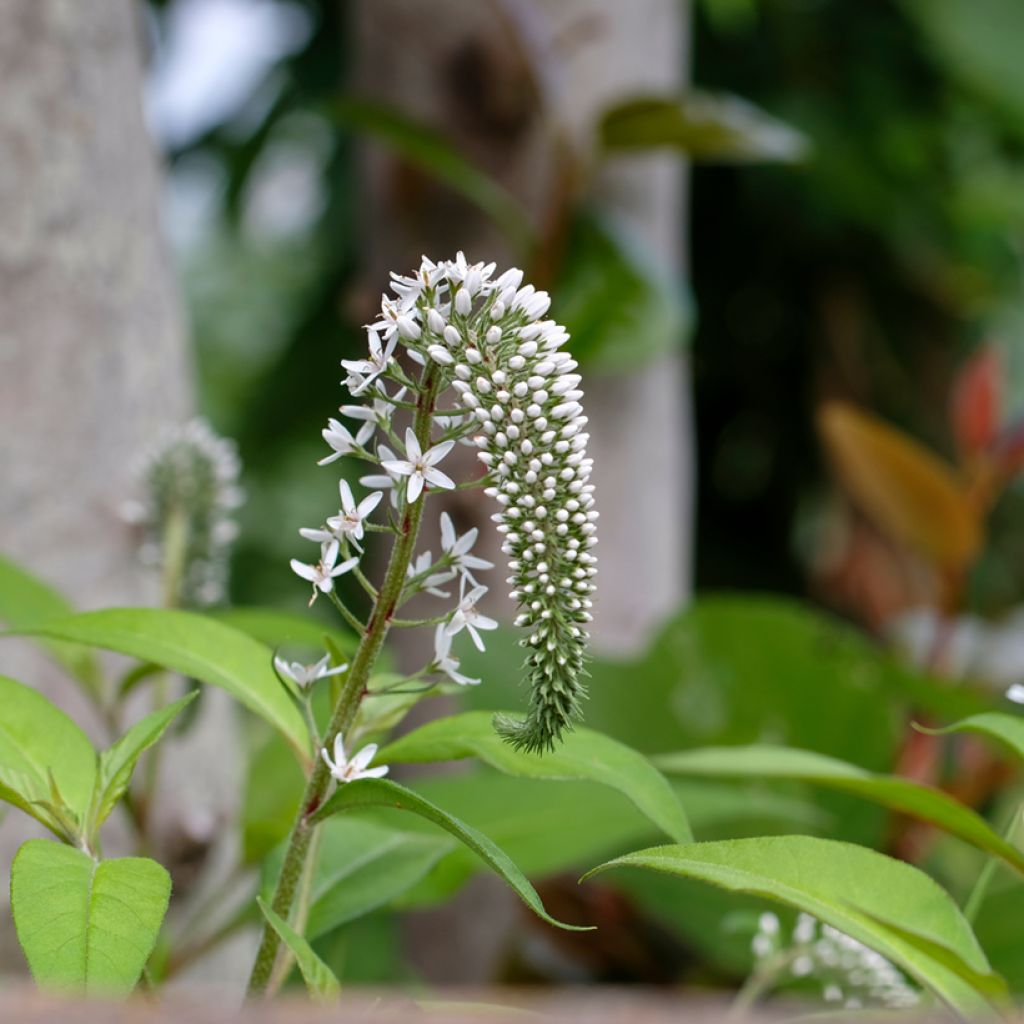 Lysimachia clethroides - Loosestrife