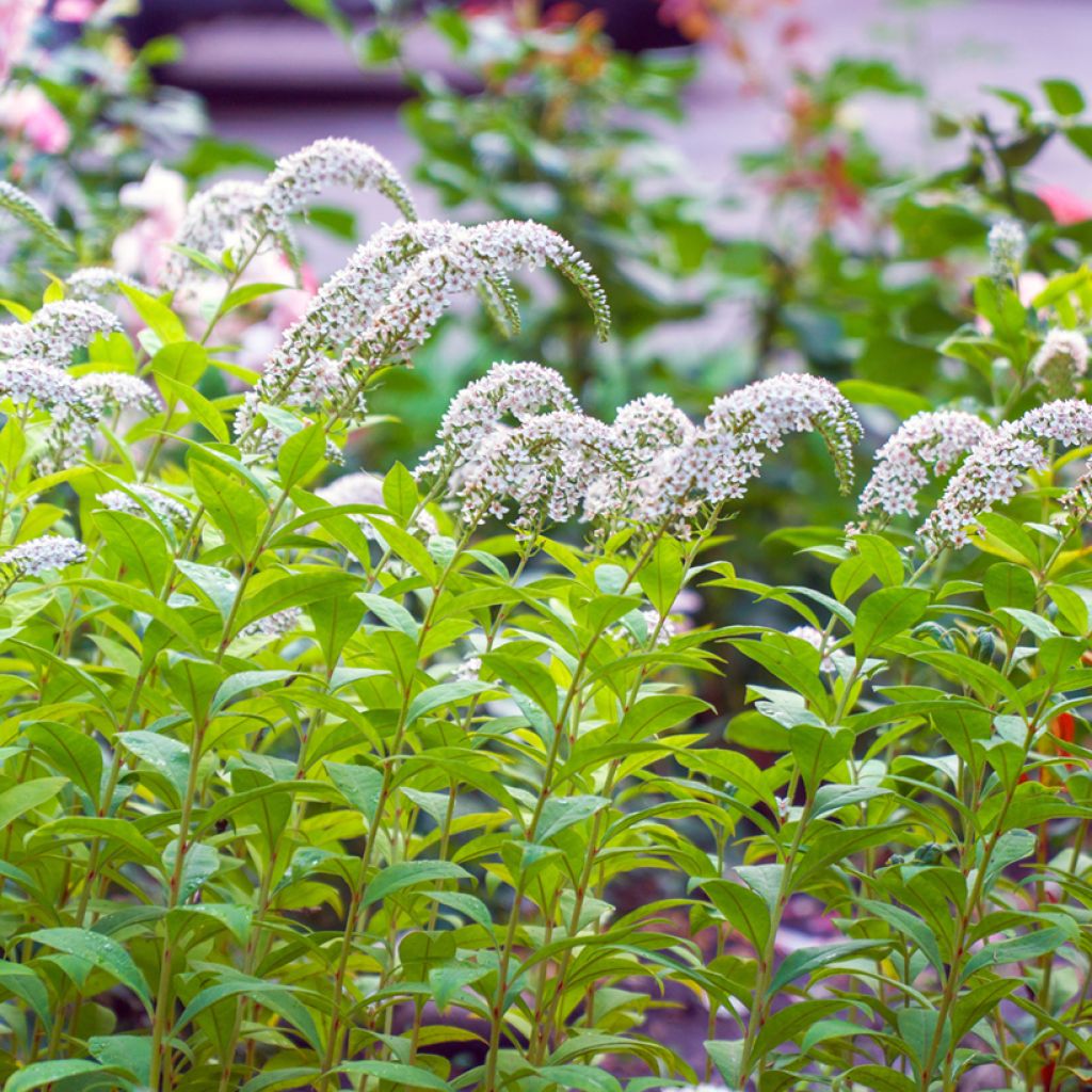 Lysimachia clethroides - Loosestrife