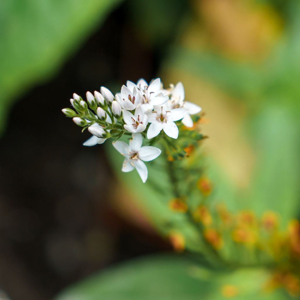 Lysimachia clethroides - Loosestrife