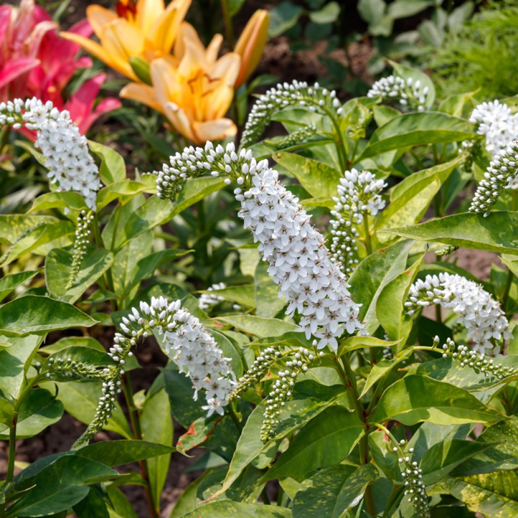 Lysimachia clethroides - Loosestrife