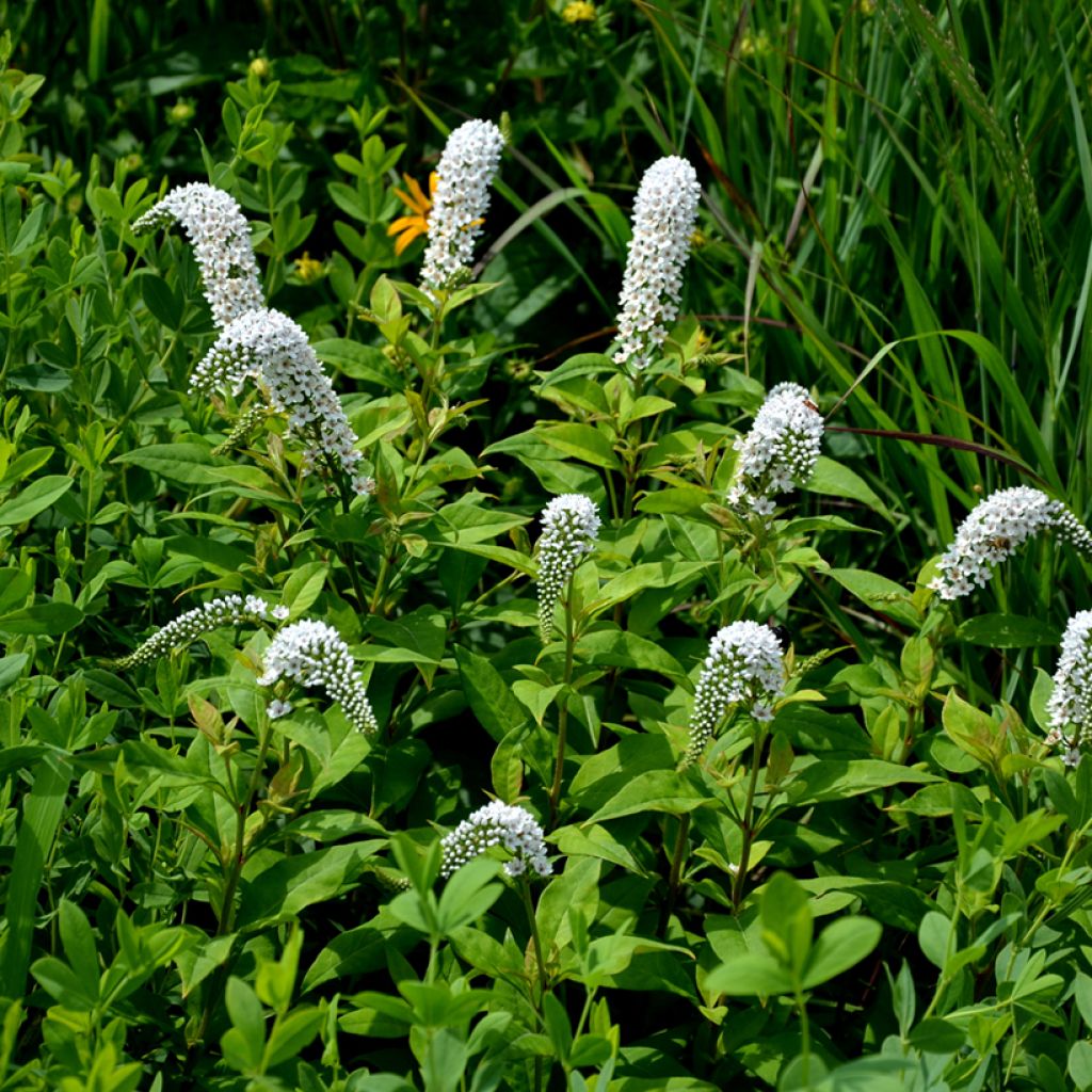 Lysimachia clethroides - Loosestrife