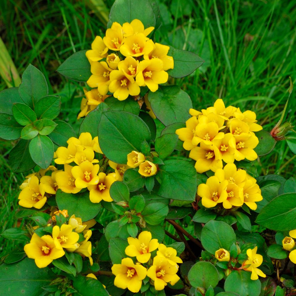 Lysimachia congestiflora - Loosestrife