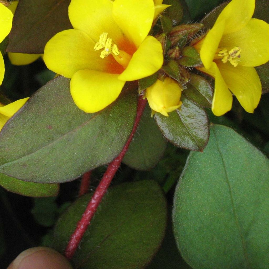 Lysimachia congestiflora - Loosestrife