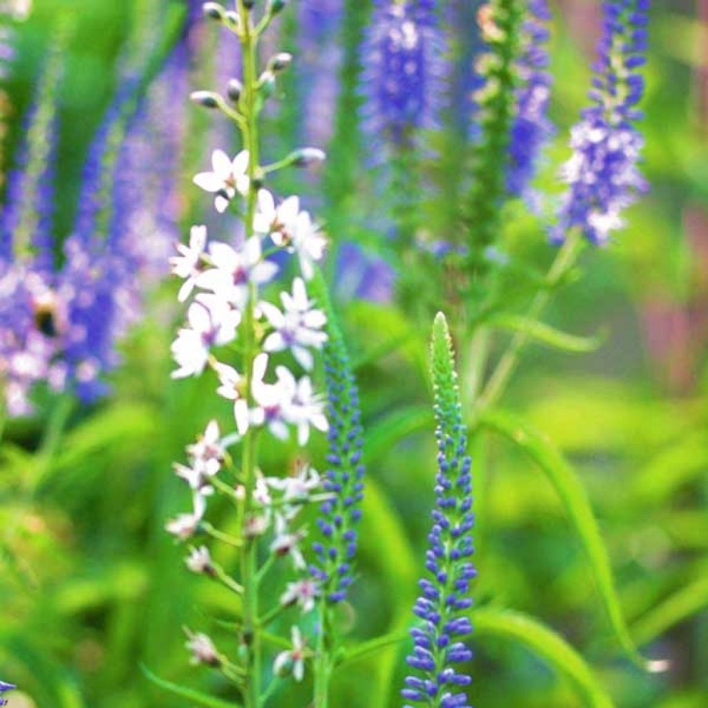 Lysimachia ephemerum - Lysimaque ephémère