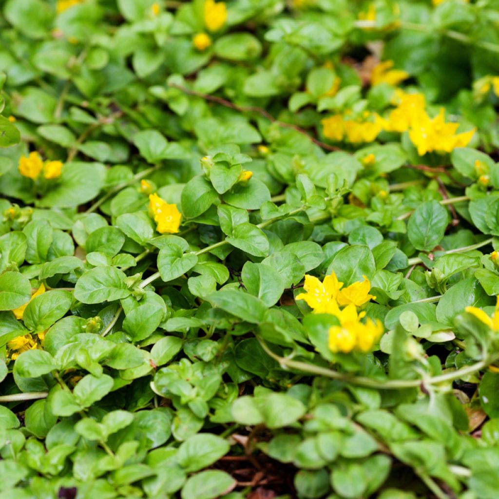 Lysimachia nummularia Goldilocks - Creeping Jenny