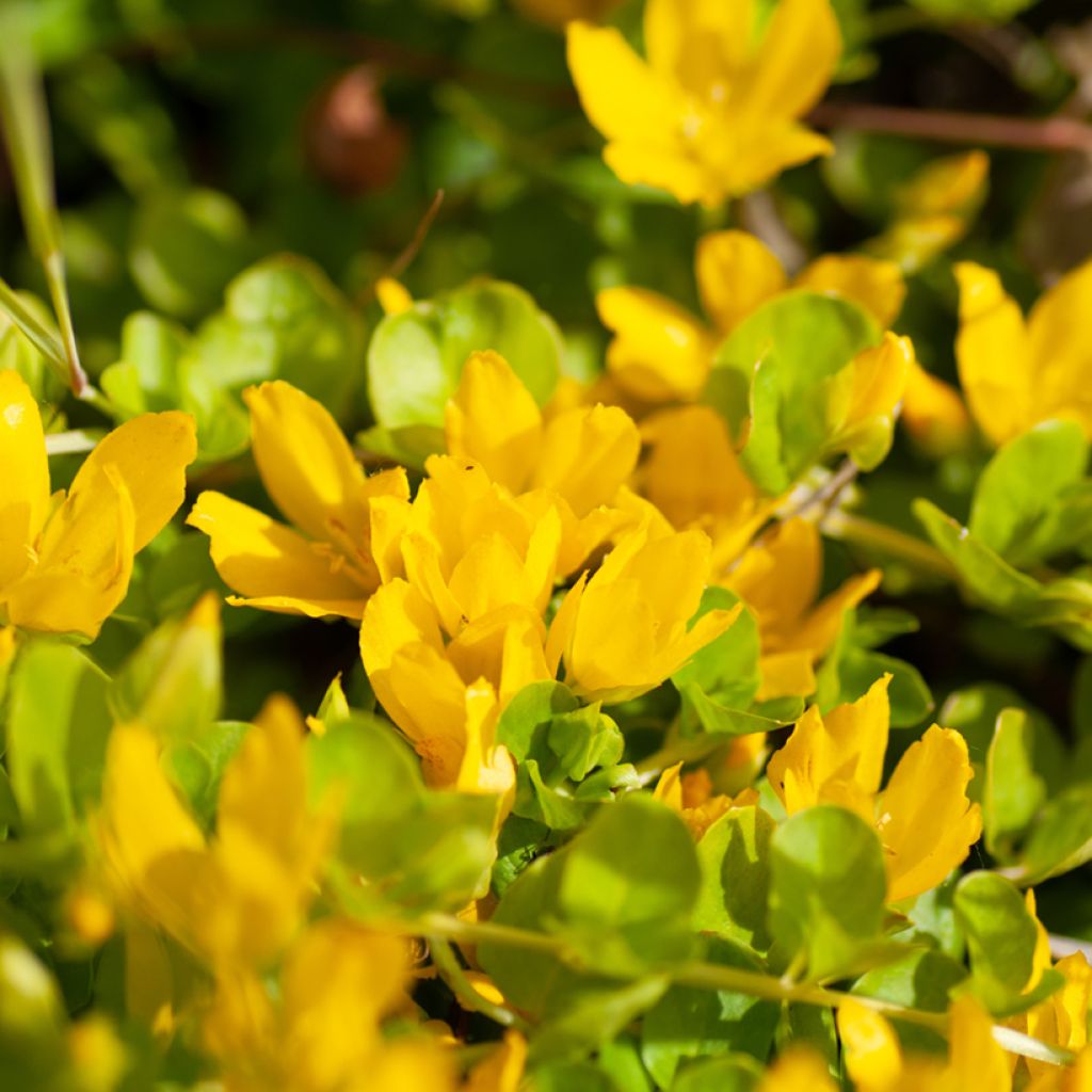 Lysimachia nummularia Goldilocks - Creeping Jenny